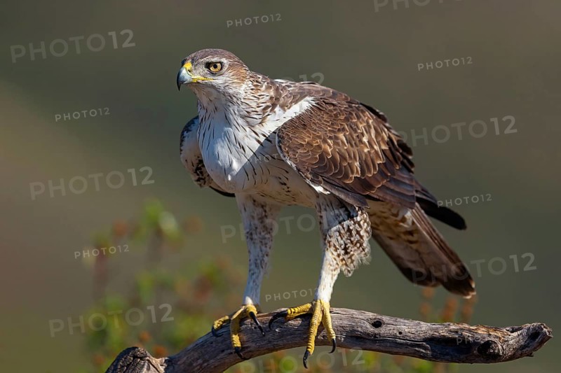 Bonelli's eagle (Hieraaetus fasciatus), Aigle de Bonelli, Ãguila-azor Perdicera, Tawi Atayr, Salalah, Dhofar, Oman, Asia