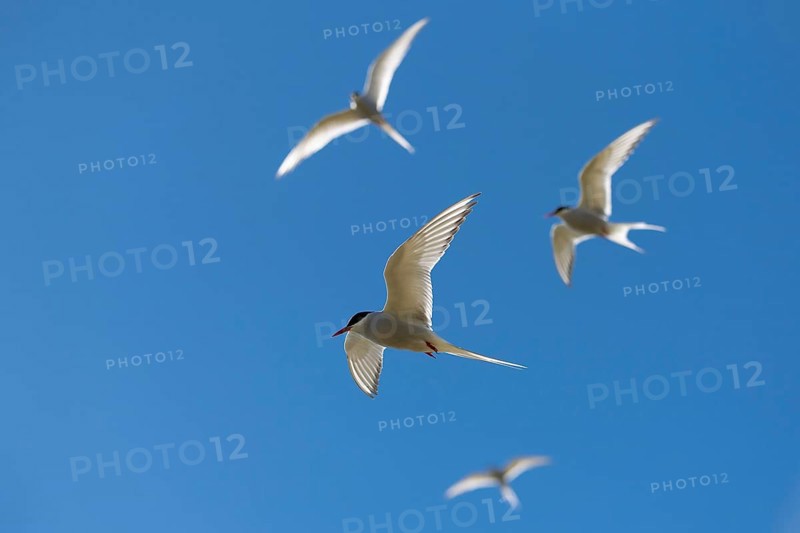 Arctic terns (Sterna paradisea) in flight, Reykjanes, Iceland, Europe