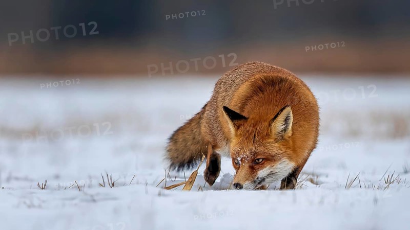 Red fox (Vulpes vulpes), hunting, winter fur, lurking, sniffing, winter landscape, frost and snow, predator, Middle Elbe Biosphere Reserve, Saxony-Anhalt, Germany, Europe