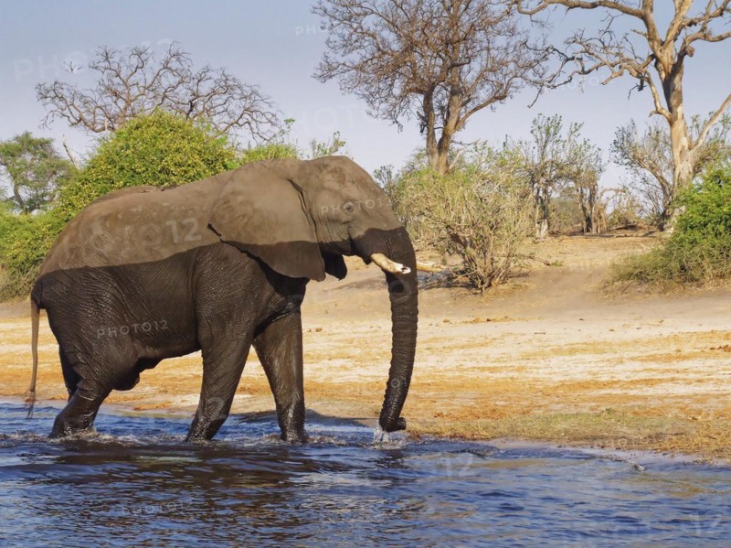 An elephant crosses the Chobe, the lower reaches of the Cuando River, on the border of Namibia and Botswana. Kasane, Chobe District, Botswana, Africa