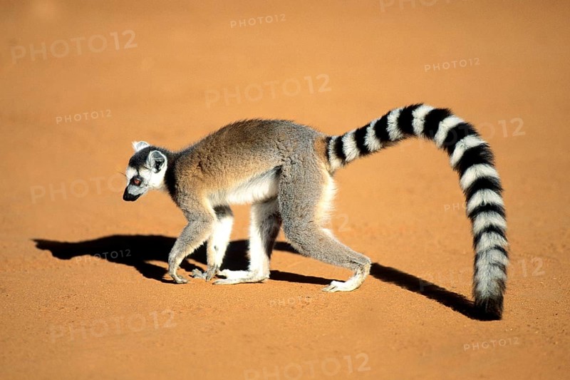 Crown sifaka, Madagascar, Coquerels crown sifaka, Prophitecus verreauxi coquereli, Madagascar, Madagascar, Africa