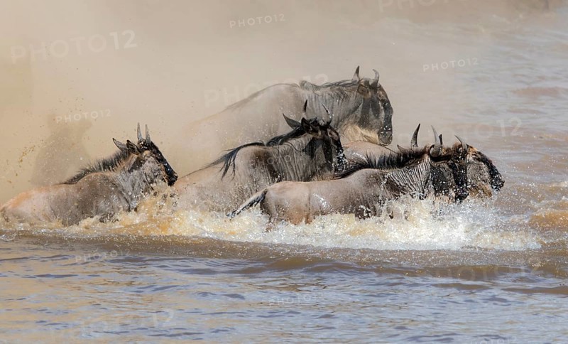 Africa, Wildebeest migration in Kenya, Masai Mara, Wildebeest herd crosses river