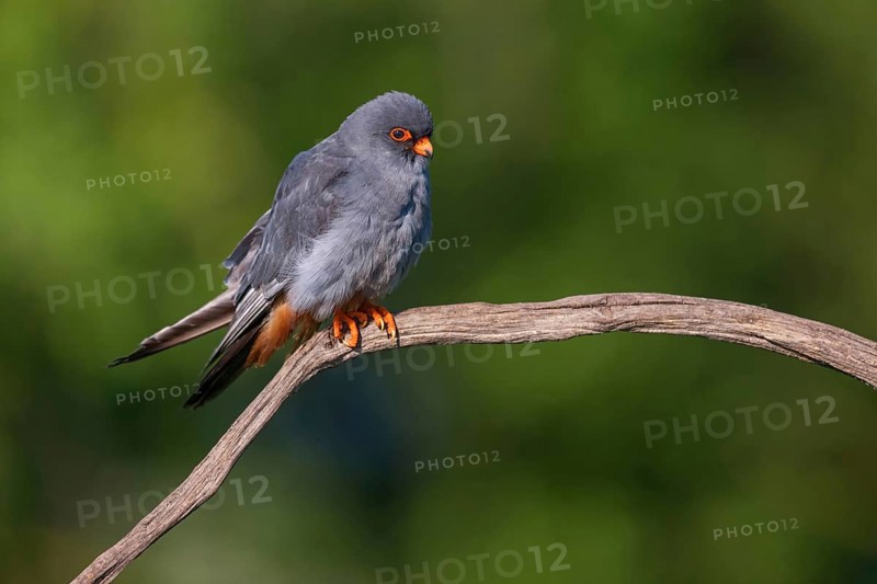 Red-footed Falcon, (Falco vespertinu), perching station, falcon family, Tower Hide, Tiszaalpar, Kiskunsagi National Park, Bacs-Kiskun, Hungary, Europe