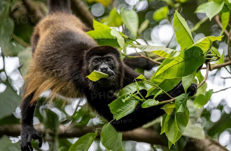 Mantled howler (Alouatta palliata) eating leaves in a tree, Cahuita National Park, Costa Rica, Central America
