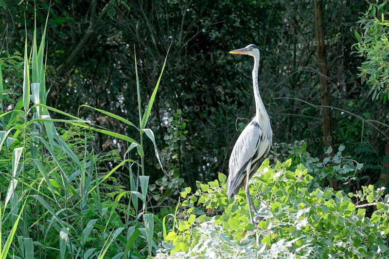 Grey heron (Ardea cinerea) in the reeds of Lacul Isac in Lacul Isaccel, a lake in the Danube Delta, in the UNESCO Danube Delta Biosphere Reserve. Munghiol, Tulcea, Romania, Southeast Europe, Europe