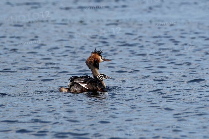 Great Crested Grebe (Podiceps cristatus) with young bird, which still has a black and white stripe on its head, on the water of Lacul Isac, a lake in the Danube Delta. UNESCO Danube Delta Biosphere Reserve. Munghiol, Tulcea, Romania, South-Eastern Europe, Europe