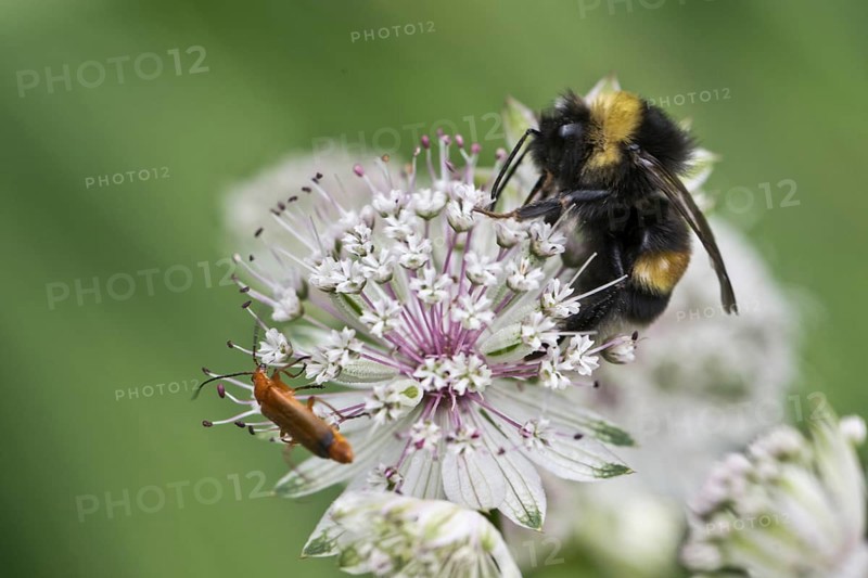 White-tailed bumblebee (Bombus lucorum) and common red soldier beetle (Rhagonycha fulva) on starthistle (Astrantia major), Emsland, Lower Saxony, Germany, Europe