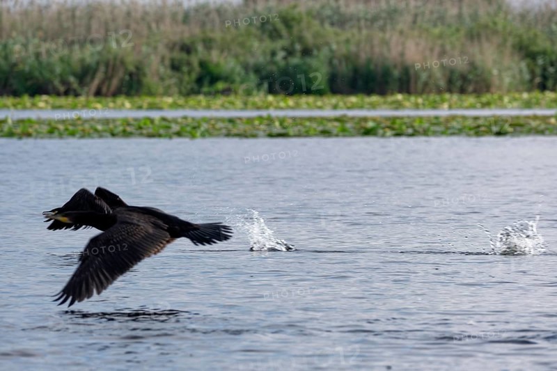 Cormorant in flight on the water of Lacul Isaccel, a lake in the Danube Delta. UNESCO Danube Delta Biosphere Reserve. Munghiol, Tulcea, Romania, Southeast Europe, Europe