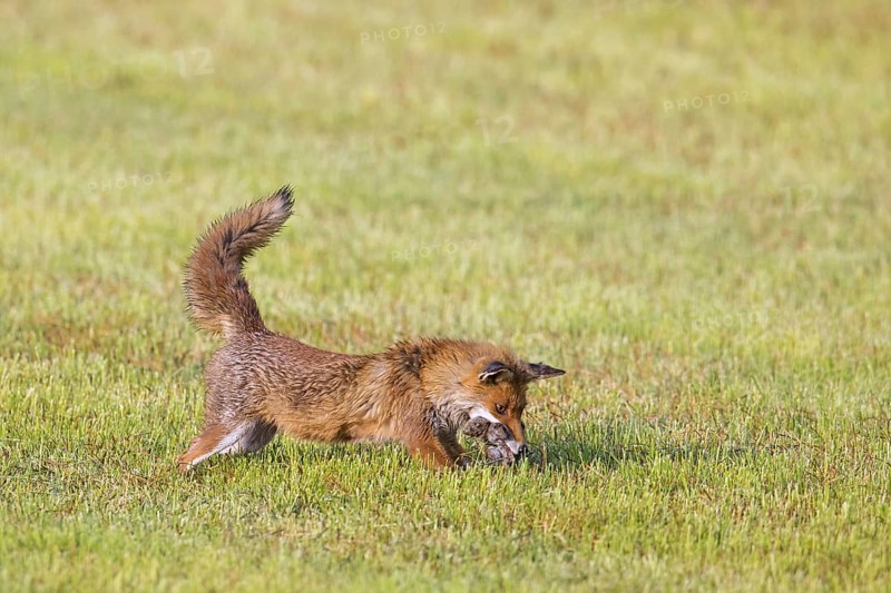 Red fox (Vulpes vulpes) hunting with mouthful of mice, voles in freshly mowed meadow, cut grassland to feed its kits, cubs in summer