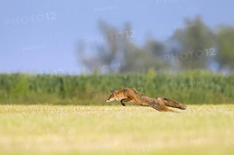 Red fox (Vulpes vulpes) hunting mice, voles by leaping through the air and pouncing upon the rodent in freshly mowed meadow, cut grassland in summer