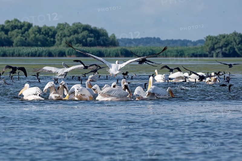 Pelicans and cormorants fish together on the water of Lacul Isac, a lake in the Danube Delta. UNESCO Danube Delta Biosphere Reserve. Munghiol, Tulcea, Romania, Southeast Europe, Europe