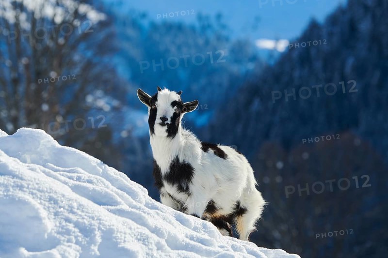 Domestic goat (Capra hircus) kid on a snowy meadow in winter, tirol, Kitzbühel, Wildpark Aurach, Austria, Europe