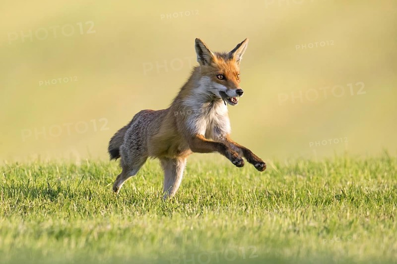 Red fox (Vulpes vulpes) running with caught mouse prey in mouth through freshly mowed meadow, cut grassland to feed its kits, cubs in summer