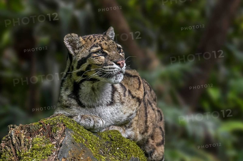Mainland clouded leopard (Neofelis nebulosa) wild cat native to the foothills of the Himalayas through mainland Southeast Asia into South China