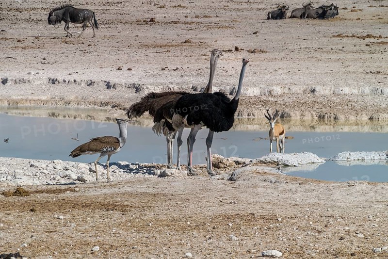 African ostriches, springbok and giant bustard at waterhole, Etosha National Park, Namibia, Africa