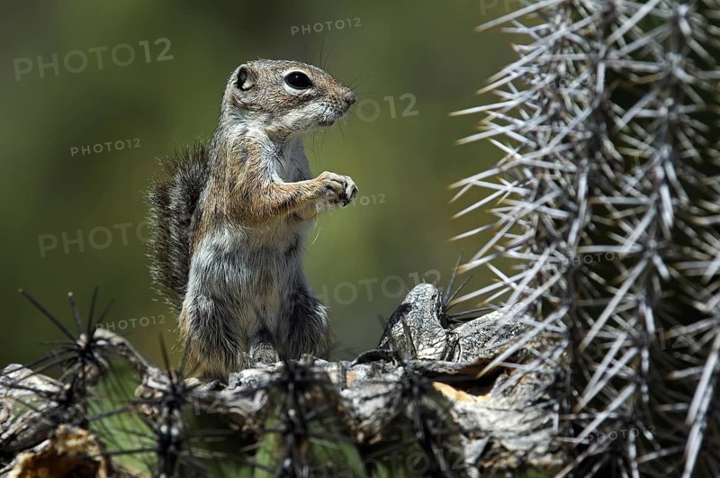 Harris antelope squirrel (Ammospermophilus harrisii) on Saguaro (Carnegiea gigantea) cactus, native to Arizona and New Mexico in the United States