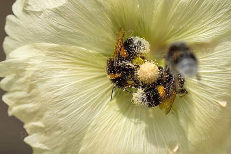 Bumblebees (Bombus) in a hollyhock (Alcea rosea) flower covered with pollen, Bavaria, Germany, Europe