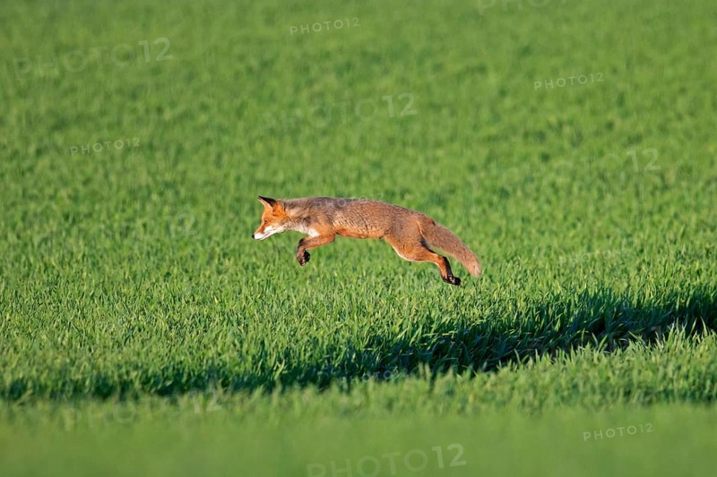 Red fox (Vulpes vulpes) hunting mice, voles by leaping through the air and pouncing upon the rodent in field in summer