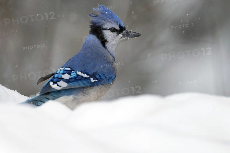 Blue Jay (Cyanocitta cristata), head turned to one side, back visible, in snow, light snowfall, Ontario, Canada, North America