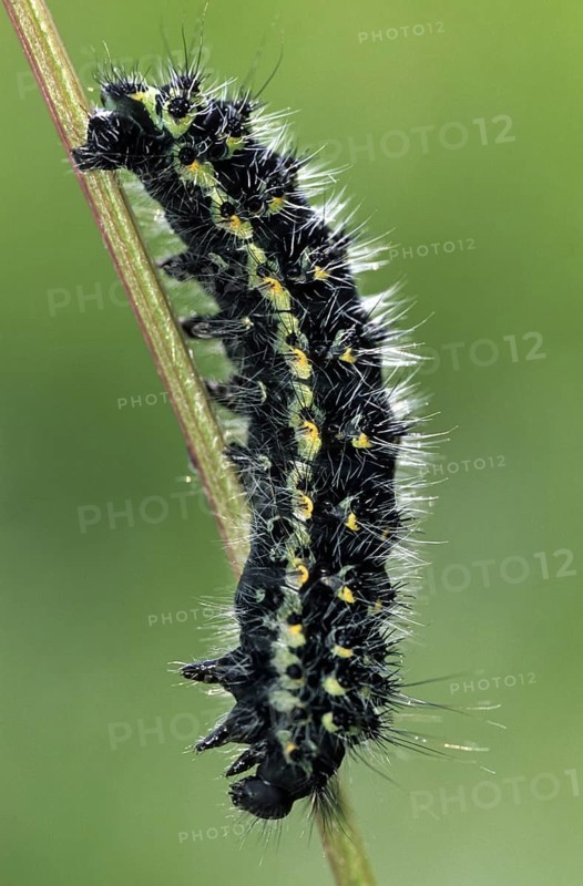 Small Emperor Moth (Saturnia pavonia) caterpillar (Eudia pavonia), France, Europe