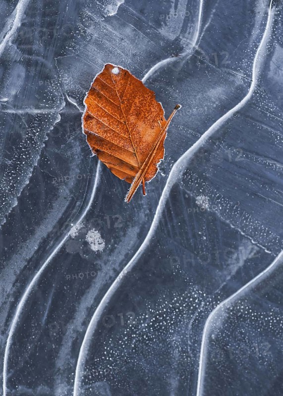 Autumn leaf of European Beech (Fagus sylvatica) on ice of frozen pond in winter