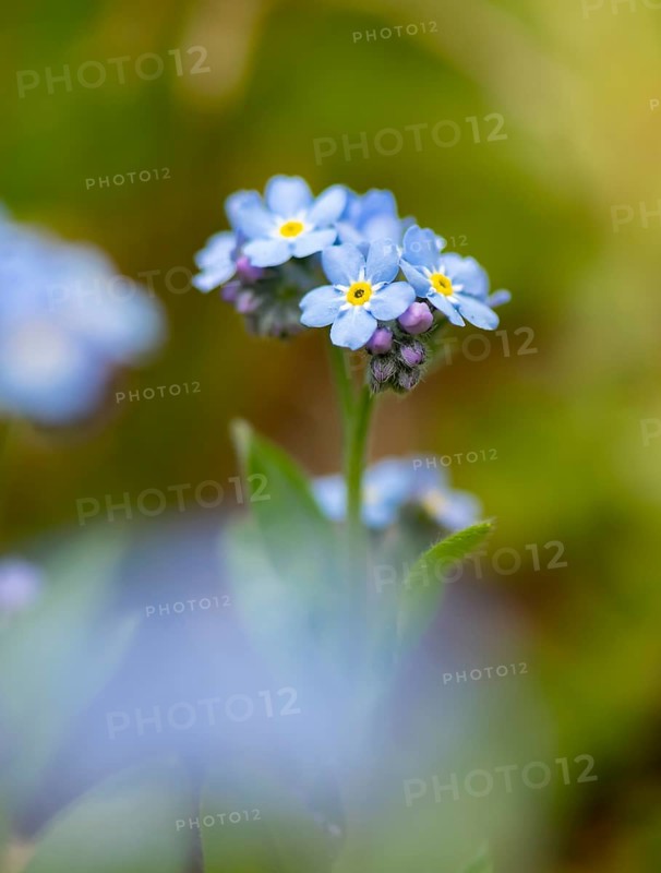 Blue flowers of the forget-me-not (Myosotis), Bavaria, Germany, Europe