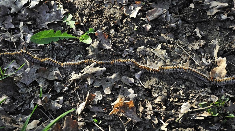 Pine processionary (Thaumetopoea pityocampa) moth caterpillars (Traumatocampa pityocampa) following each other in a long, head to tail procession on the forest floor