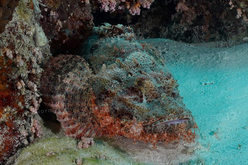 Fringed scorpionfish (Scorpaenopsis oxycephala), dive site Marsa Shona Reef, Egypt, Red Sea, Africa