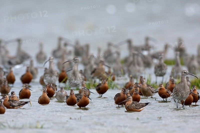 Eurasian curlew (Numenius arquata) with bar-tailed godwit (Limosa lapponica), resting group in the mudflats during autumn migration off the island of Minsener Oog, Lower Saxon Wadden Sea National Park, East Frisian Islands, Lower Saxony, Germany, Europe
