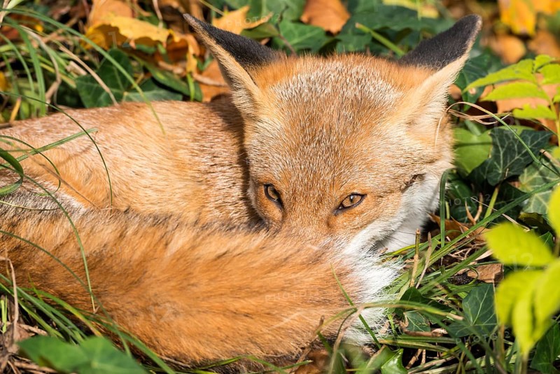 Red fox (Vulpes vulpes) lying curled up in the sun, ivy leaves (or common ivy (Hedera helix) or common ivy), grass, colourful autumn leaves, looking at the camera, Berlin-Kreuzberg, Berlin, Germany, Europe