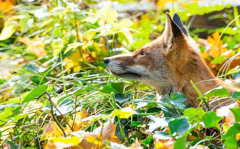 Red fox (Vulpes vulpes) looking out of sunny vegetation of ivy (or common ivy (Hedera helix) or common ivy) and grass, colourful autumn leaves, top left, Berlin-Kreuzberg, Berlin, Germany, Europe
