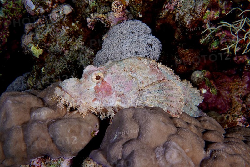 Fringed dragonhead (Scorpaenopsis oxycephala), St Johns Caves dive site, Saint Johns Reef, Red Sea, Egypt, Africa