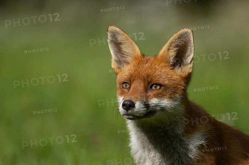 Red fox (Vulpes vulpes) adult animal head portrait, Essex, England, United Kingdom, Europe