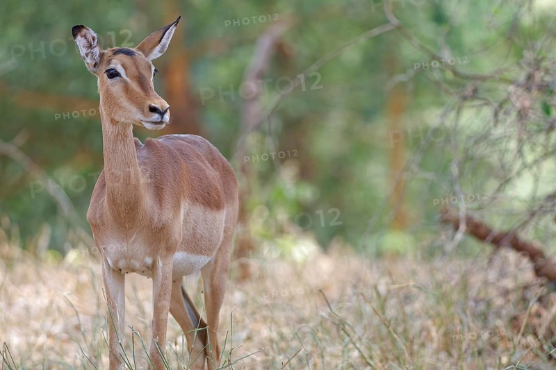 Common impala (Aepyceros melampus), adult female standing in tall dry grass, alert, animal portrait, Kruger National Park, South Africa, Africa