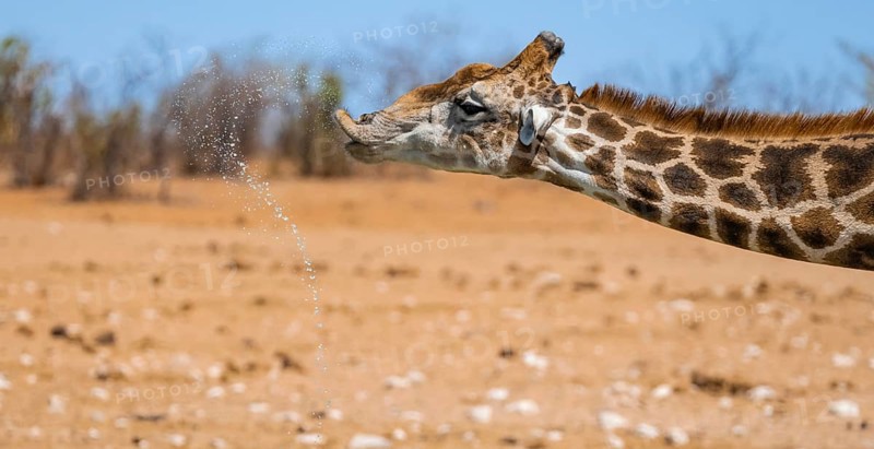 Angolan giraffe (Giraffa giraffa angolensis) drinking, with upturned lip, funny, animal portrait, Etosha National Park, Namibia, Africa
