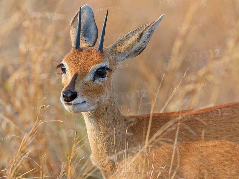 Steenbok (Raphicerus campestris), adult male standing in tall dry grass, looking towards camera, alert, animal portrait, Kruger National Park, South Africa, Africa