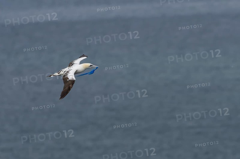 Northern gannet (Morus bassanus) adult bird in flight carrying a piece of plastic waste in its beak, Yorkshire, England, United Kingdom, Europe