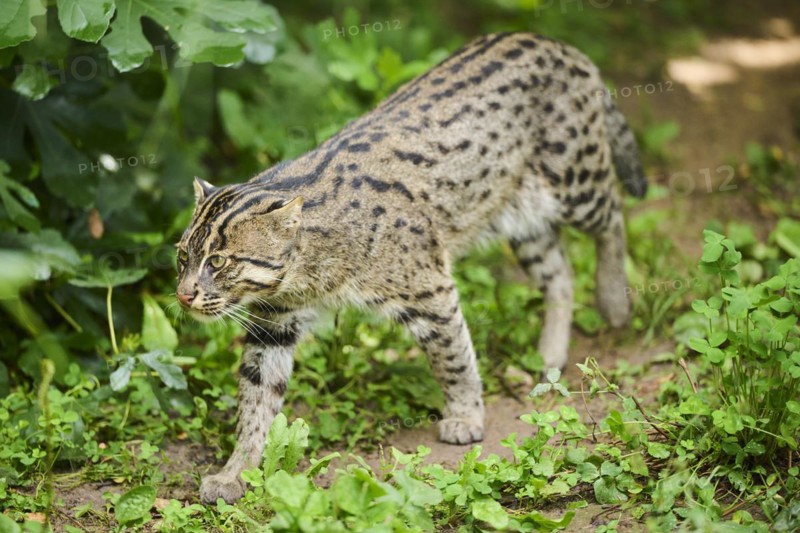 Fishing cat (Prionailurus viverrinus), walking, Bavaria, Germany, Europe