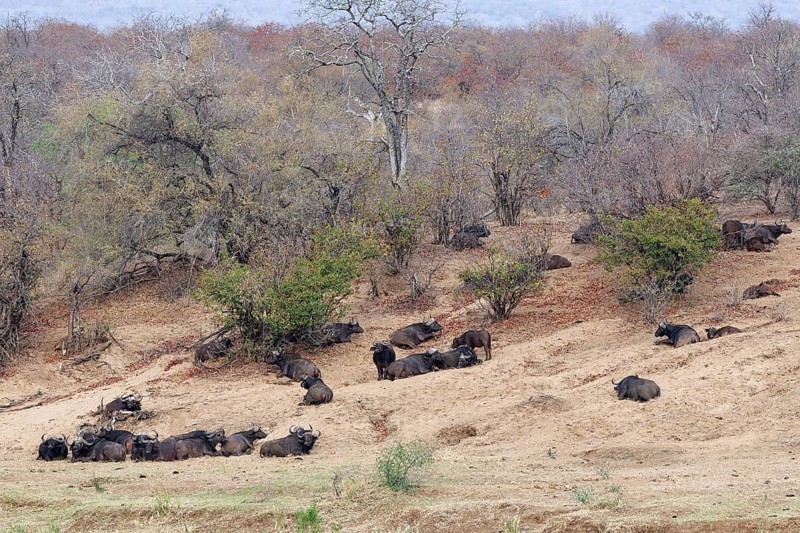 Cape buffaloes (Syncerus caffer caffer), herd resting on the banks of the Olifants River, Kruger National Park, South Africa, Africa