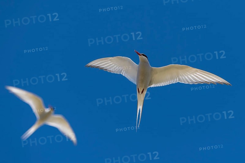 Arctic terns (Sterna paradisea) in flight, Reykjanes, Iceland, Europe