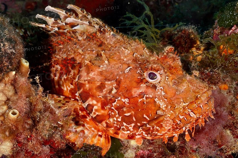 A close-up of a speckled fish, red scorpionfish (Scorpaena scrofa), sea sow, embedded in algae. Dive site Cap de Creus Marine Protected Area, Rosas, Costa Brava, Spain, Mediterranean Sea, Europe
