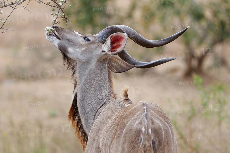 Greater kudu (Tragelaphus strepsiceros), adult male feeding on flowering buds, Kruger National Park, South Africa, Africa