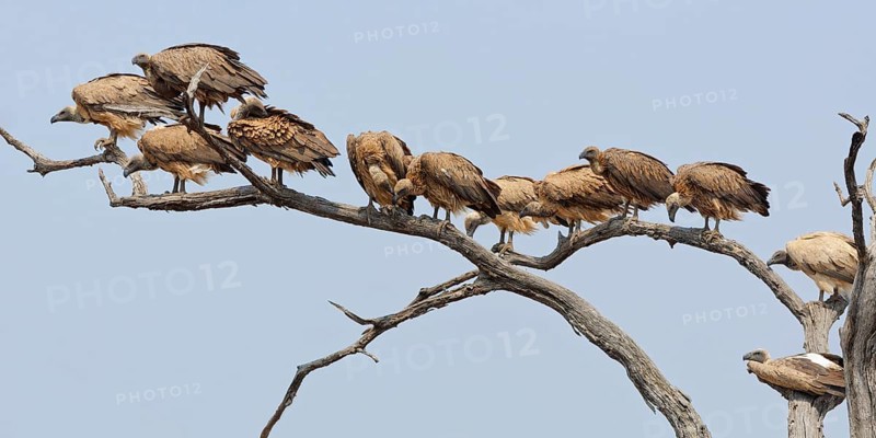 White-backed vultures (Gyps africanus), group of adult vultures perched on a branch at the top of a tree, Kruger National Park, South Africa, Africa