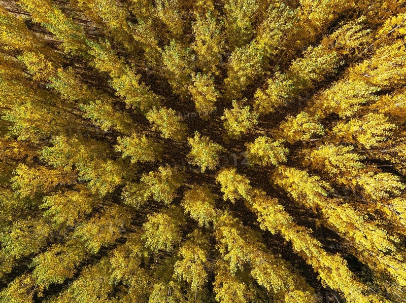European Aspen (Populus tremula) in autumnal colours. Cultivated for timber. Aerial view. Drone shot. Granada province, Andalusia, Spain, Europe