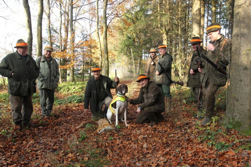 Hunter with red hatbands and hunting dog German shorthair with safety waistcoat with red fox (Vulpes vulpes) on the occasion of a hunt for brown hare (Lepus europaeus) Lower Austria, Austria, Europe