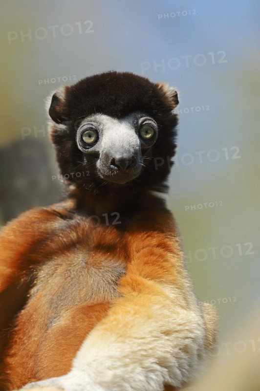 Crown sifaka (Propithecus coronatus, Propithecus verreauxi coronatus), portrait, captive, native to Madagascar