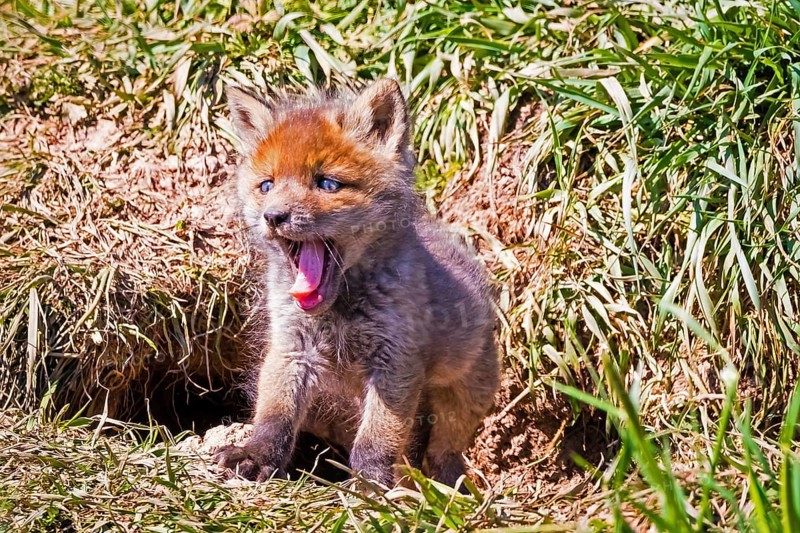 Young fox in front of the foxhole, Lower Saxony, Federal Republic of Germany