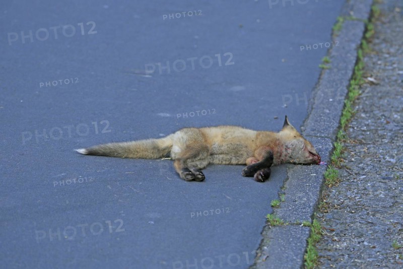 Red fox (Vulpes vulpes), A dead fox lying on the tarmac by the roadside