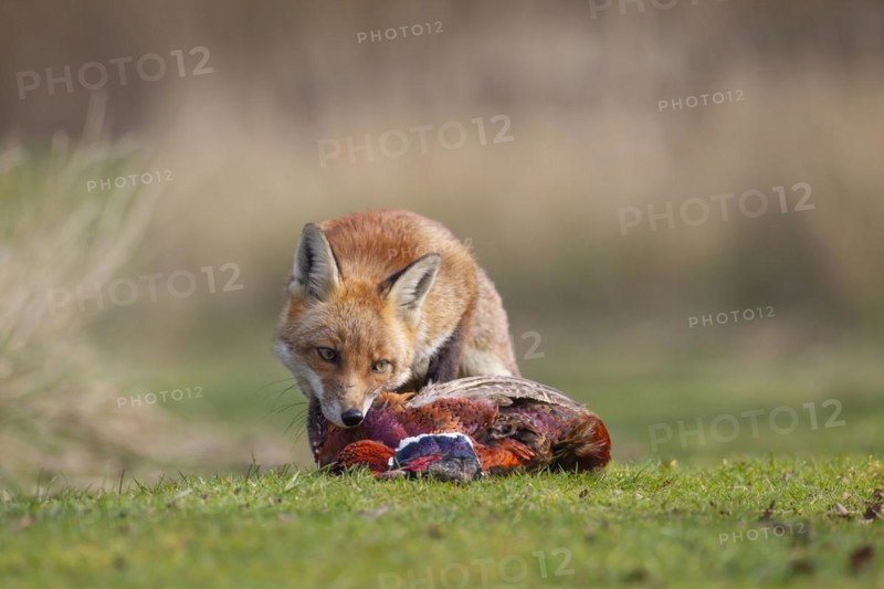 Red fox (Vulpes vulpes) adult animal feeding on a dead Common Pheasant (Phasianus colchicus) in the countryside, England, United Kingdom, Europe