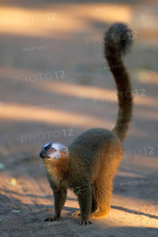 Crown sifaka, Madagascar, Coquerels crown sifaka, Prophitecus verreauxi coquereli, Madagascar, Madagascar, Africa